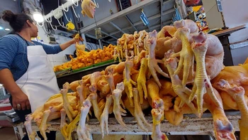 La crisis del sector avícola boliviano: precios en caída y escasez de GLP amenazan la supervivencia de pequeños y medianos