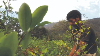 Incremento del 10% en cultivos de coca en Bolivia, con énfasis en regiones productoras y precios recordados