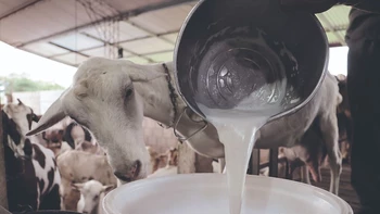 "Santa Cruz: un boom en la producción de carne ovina y caprina que apunta hacia el futuro sostenible" (This title
