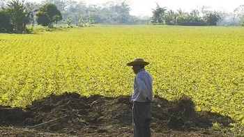 Senado aprobó ley que brinda seguridad jurídica y créditos a pequeños productores rurales para impulsar crecimiento sostenible en el campo.