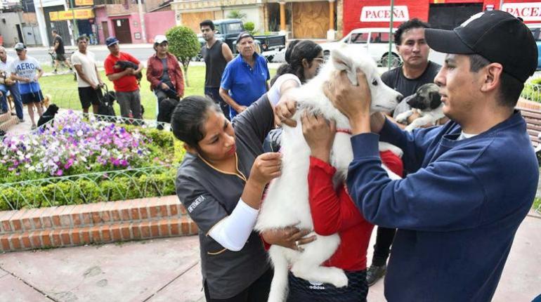 Sanciones económicas contra dueños irresponsables de perros sin vacuna antirrábica tras muerte por rabia humana en Cochabamba.