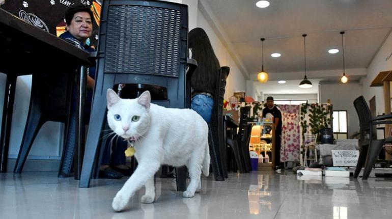 Amor y adopciones confluyen en CatpuCcino, refugio para gatos rescatados y punto de encuentro para amantes del felino.