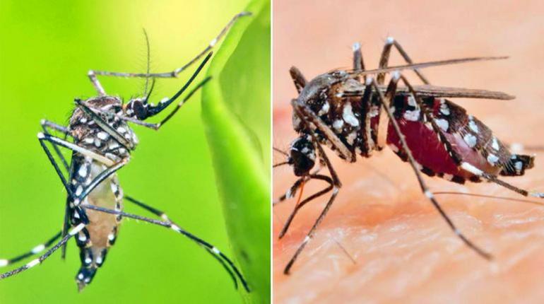 Incremento en casos de IRAs, dengue, chikungunya y otras enfermedades en Cochabamba, asociado a cambios climáticos y lluvias.