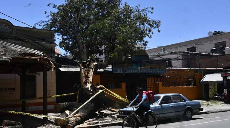 Vientos intensos en Cochabamba derrocan 20 árboles en zonas emblemáticas y activan un plan de emergencia.