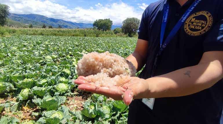 Una devastadora granizada azota Viloma Cala Cala, destruyendo cultivos y dejando a los productores sin recursos