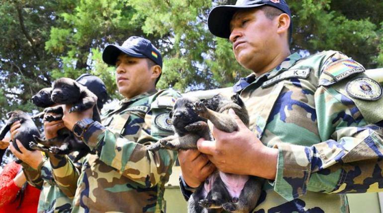 Formación intensiva de perros detectores en el CIOC de El Paso para luchar contra la droga y proteger la sociedad.