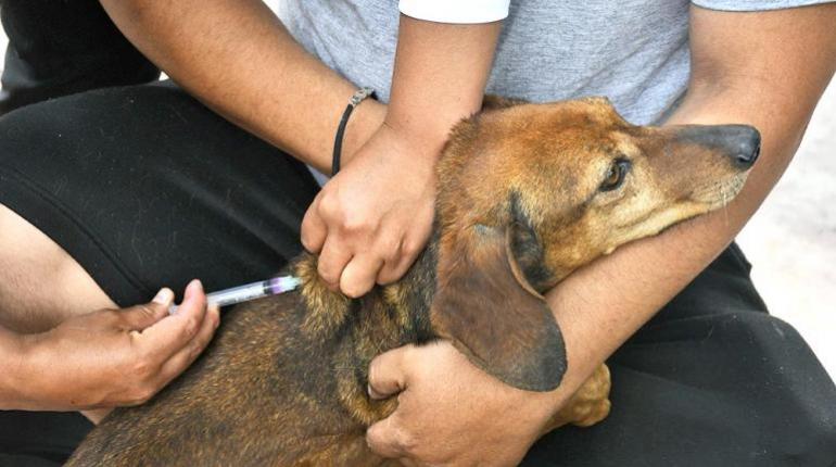 Muerte letal por rabia humana en Cochabamba: alerta sanitaria global después de la mordedura de una mascota en Navidad