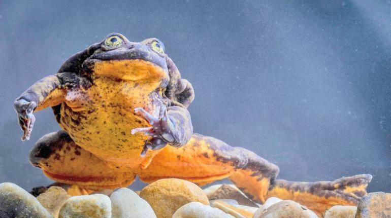 La rana Romeo, simbolo de amor y rareza, vuelve al centro de atención científica con National Geographic